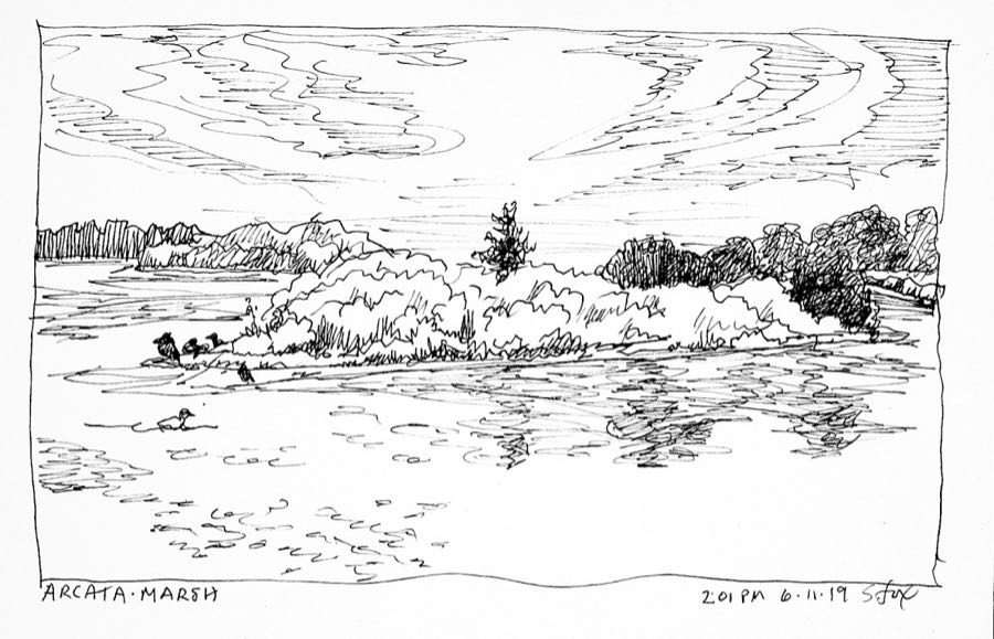 Quick Sketching At The Arcata Marsh, Humboldt County, California