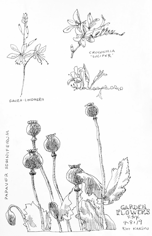 August Flowers In Pen And&nbsp;Ink