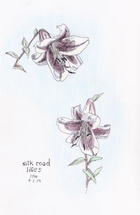 More August Garden&nbsp;Sketches