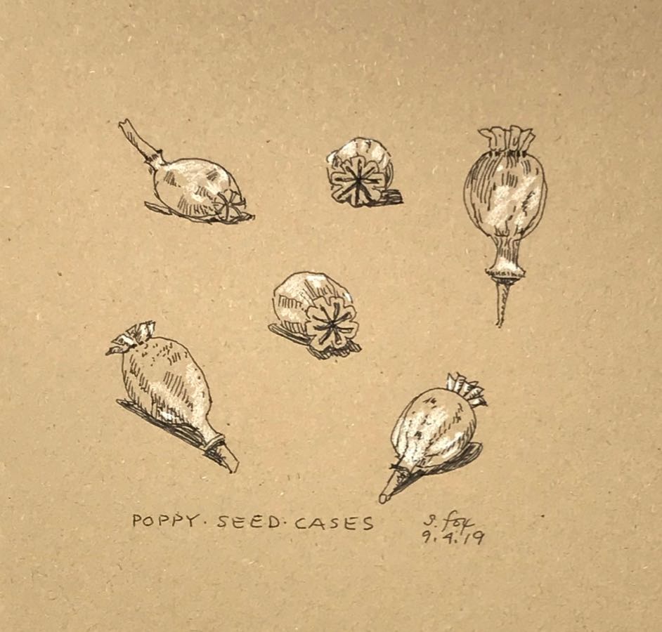 New Sketches! Poppy Seed&nbsp;Cases